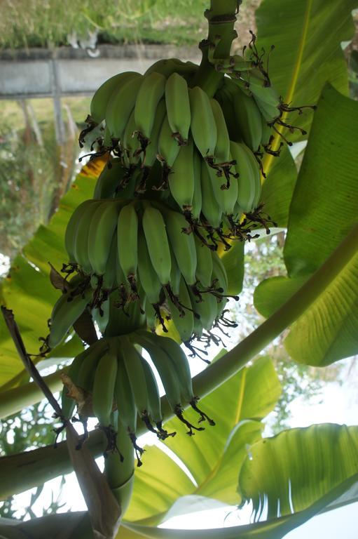 Cashew Nut Village Bophut Exterior foto