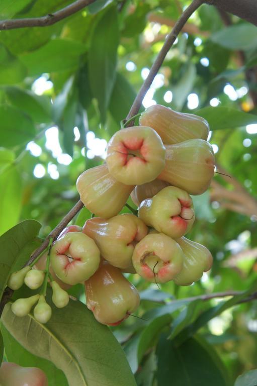 Cashew Nut Village Bophut Exterior foto