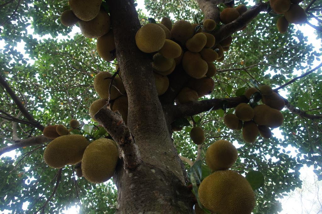 Cashew Nut Village Bophut Exterior foto